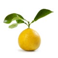 Bergamot Orange "Femminello" Cultivar